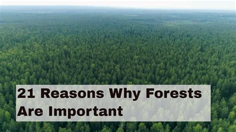 21 Reasons Why Forests Are Important 21 Reasons Why Forests Are Important