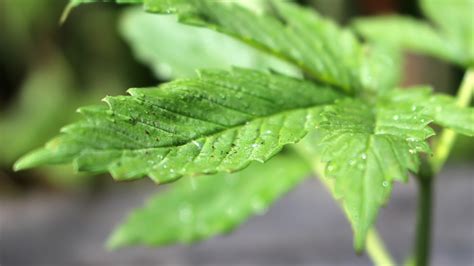 3 Cannabis Stocks To Buy On The Brink Of A Massive Breakout Investorplace 3 Cannabis Stocks To Buy On The Brink Of A Massive Breakout Investorplace