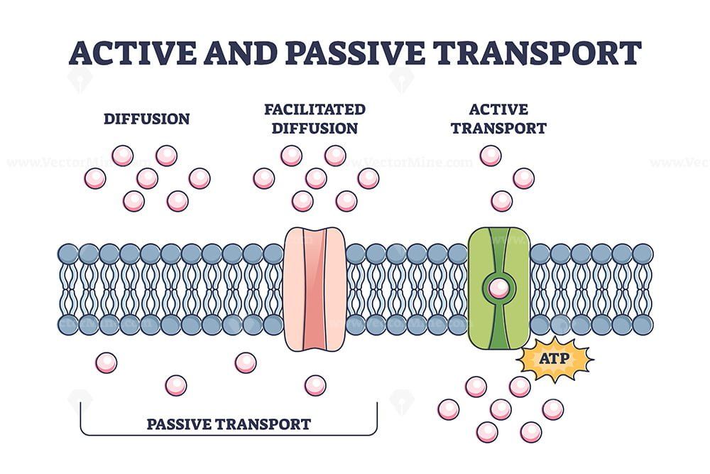 Active Vs Passive Transport What S The Difference Easy Explanation With Examples Active Vs Passive Transport What S The Difference Easy Explanation With Examples