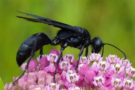 All Black Wasp