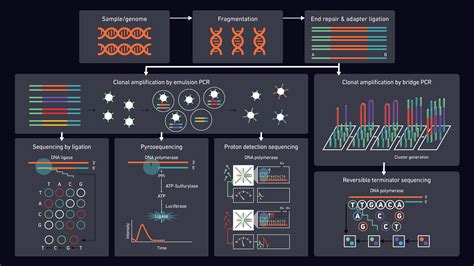 An Overview Of Next Generation Sequencing Technology Networks An Overview Of Next Generation Sequencing Technology Networks