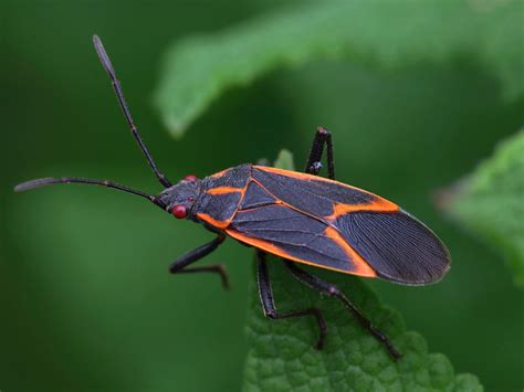 Box Elder Beetle