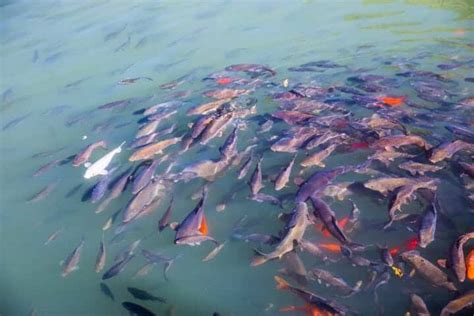 Can A Fish Drown Do They Need Oxygen Can A Fish Drown Do They Need Oxygen