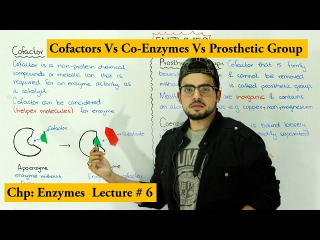Cofactor Vs Coenzyme