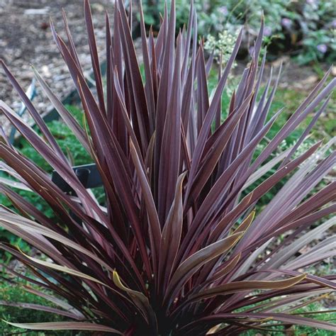 Cordyline Australis Amp 39 Red Sensation Amp 39 Rancho Tissue Technologies Cordyline Australis Amp 39 Red Sensation Amp 39 Rancho Tissue Technologies