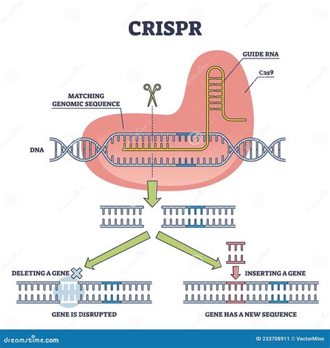 Crispr As Genetic Dna Sequence Engineering With Gene Mutation Outline