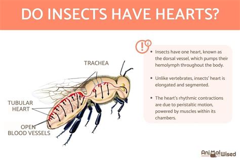 Do Bugs Have Hearts