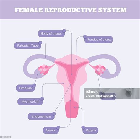 Female Reproductive System Presentation 10 Female Reproductive System Presentation 10
