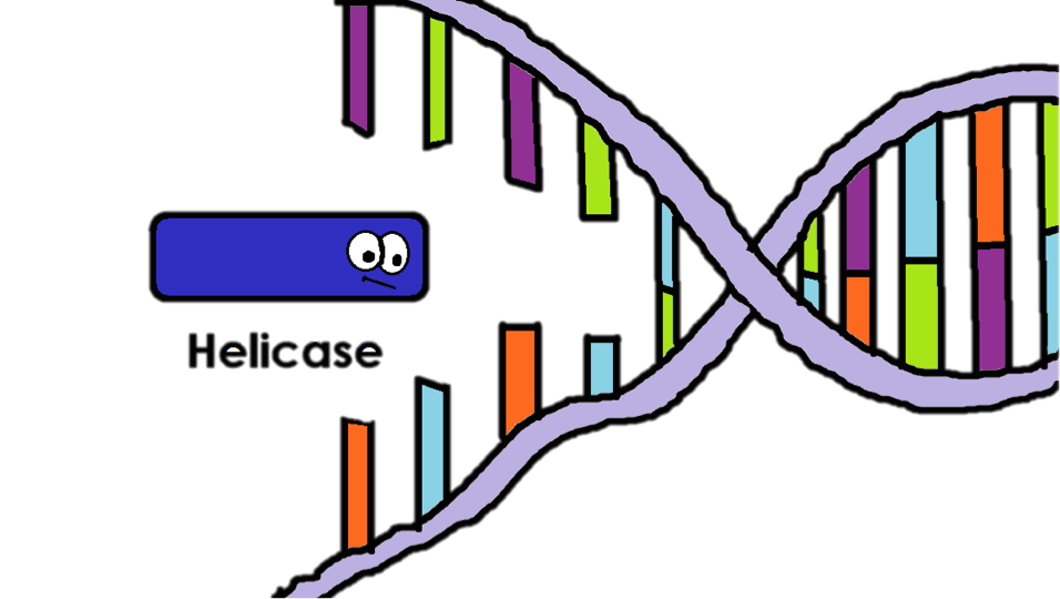 Helicase In Dna Replication Definition Function Video Helicase In Dna Replication Definition Function Video