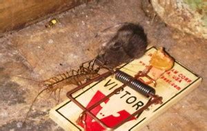 House Centipede Diet