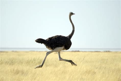 How Fast Can An Ostrich Run Discover The Science Here How Fast Can An Ostrich Run Discover The Science Here