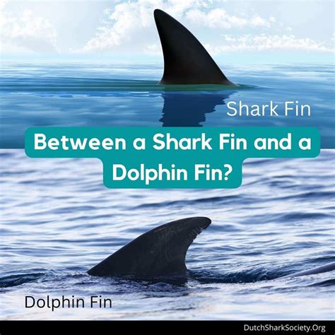How To Tell The Difference Between A Shark And A Dolphin Dutch Shark How To Tell The Difference Between A Shark And A Dolphin Dutch Shark