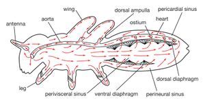 Insect Hemolymph Heart Trachea Britannica Insect Hemolymph Heart Trachea Britannica