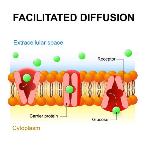 Is Facilitated Diffusion Active Or Passive Is Facilitated Diffusion Active Or Passive