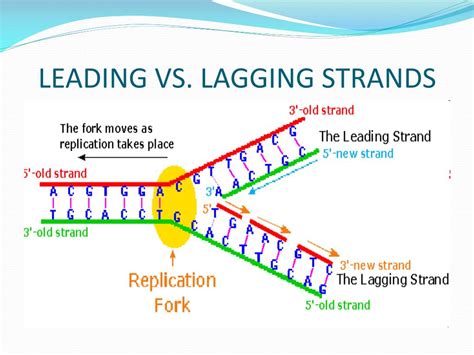 Leading Strand Vs Lagging Strand