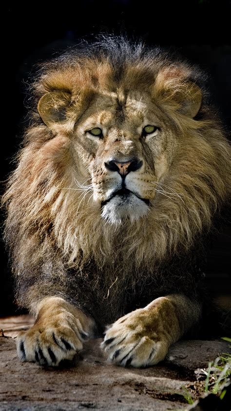 5 Lion Themes