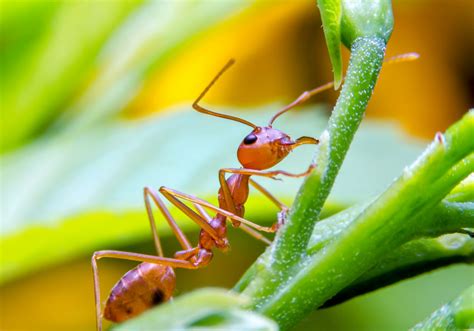 Lizards That Eat Fire Ants Develop Greater Immunity Earth Com Lizards That Eat Fire Ants Develop Greater Immunity Earth Com