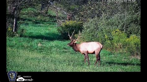 5 Elk Cam Tips