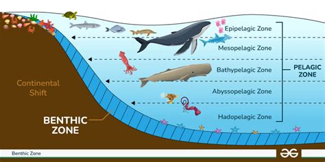 Pelagic Zone What Is Layers Flora And Fauna Evidence Network Pelagic Zone What Is Layers Flora And Fauna Evidence Network