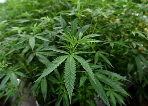 Pennsylvania House Committee Passes Bill That Would Legalize Recreational Marijuana Pennsylvania House Committee Passes Bill That Would Legalize Recreational Marijuana