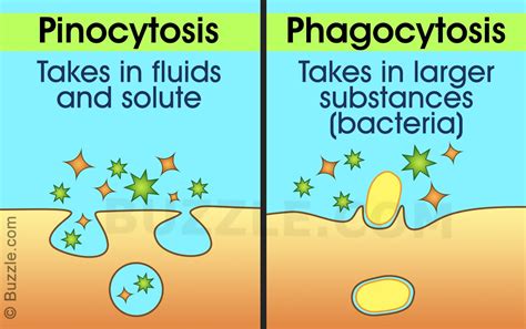 Phagocytosis Vs Pinocytosis