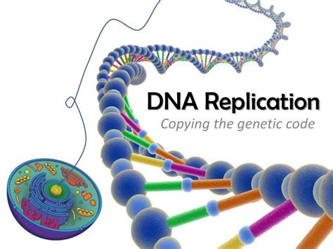 Ppt Dna And Dna Replication Powerpoint Presentation Free Download Ppt Dna And Dna Replication Powerpoint Presentation Free Download
