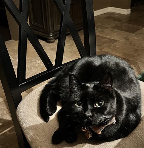 Rare Photo Of Hp Lovecraft The Cat Though We Just Call Him Howie R Blackcats Rare Photo Of Hp Lovecraft The Cat Though We Just Call Him Howie R Blackcats
