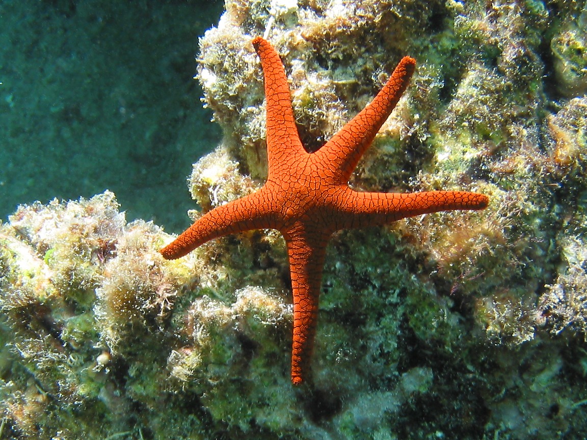 Sea of Stars Galaxy Exploration
