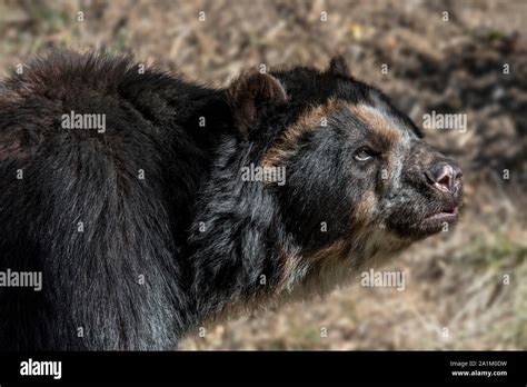 Short Faced Bear High Resolution Stock Photography And Images Alamy Short Faced Bear High Resolution Stock Photography And Images Alamy