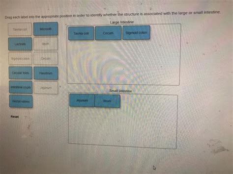 Solved Drag Each Label Into The Appropriate Position In Chegg Com Solved Drag Each Label Into The Appropriate Position In Chegg Com