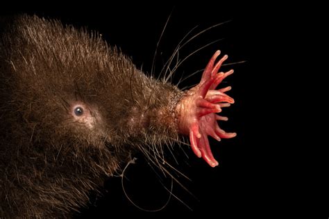 Star Nosed Mole