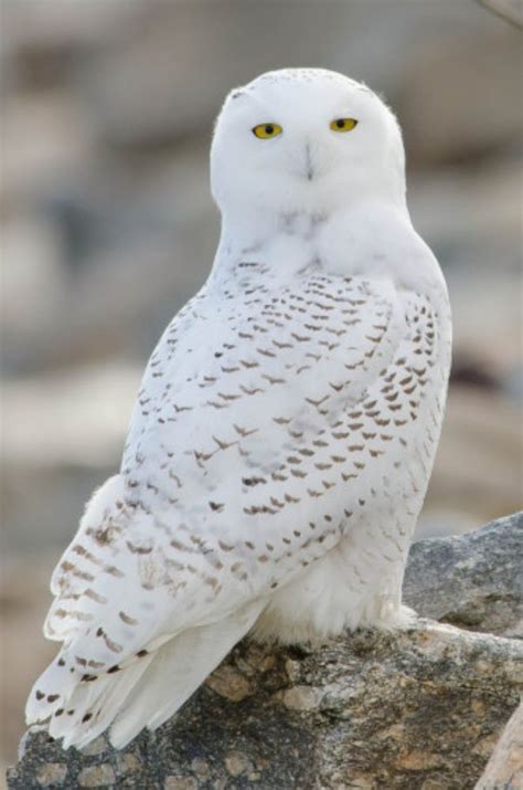 Temperate Evergreen Forest Birds Temperate Evergreen Forest Birds