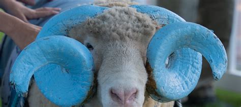 The Ram The Myth The Legend Carolina Alumni The Ram The Myth The Legend Carolina Alumni