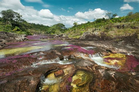 The River Of Five Colors Cano Cristales Colombia Timestravel The River Of Five Colors Cano Cristales Colombia Timestravel
