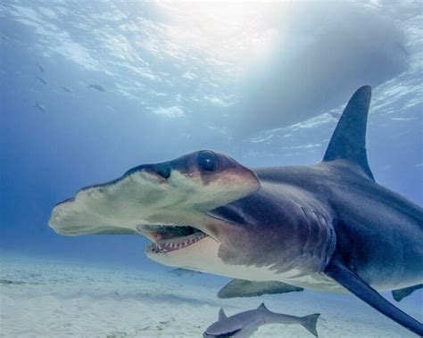 Three Ways Sharks Help The Planet Three Ways You Can Help Sharks Science Mill Three Ways Sharks Help The Planet Three Ways You Can Help Sharks Science Mill