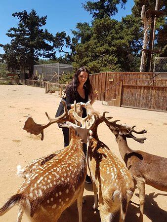West Coast Game Park Safari Bandon 2018 All You Need To Know Before West Coast Game Park Safari Bandon 2018 All You Need To Know Before