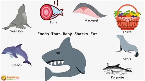 What Do Baby Sharks Eat Feeding Nature 2022 What Do Baby Sharks Eat Feeding Nature 2022
