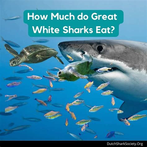 What Do Great White Sharks Eat Dutch Shark Society What Do Great White Sharks Eat Dutch Shark Society