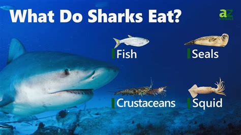What Do Sharks Eat What Do Sharks Eat