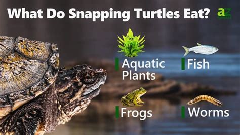 What Do Snapping Turtles Eat What Do Snapping Turtles Eat