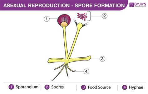 What Is Spore Formation What Is Spore Formation