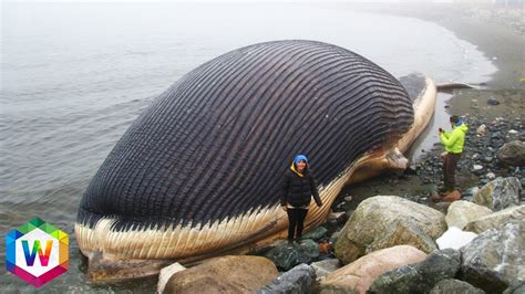 What Is The Biggest Thing In The World