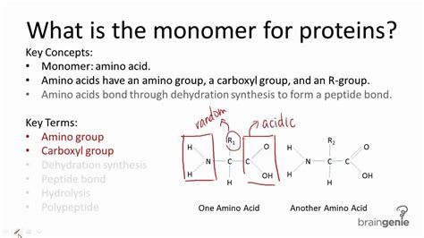 What Is The Monomer Of Proteins What Is The Monomer Of Proteins