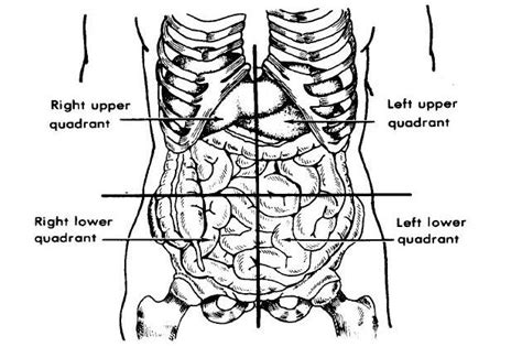 What Quadrant Is The Appendix In