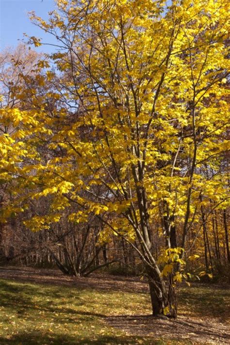 Yellow Wood Tree